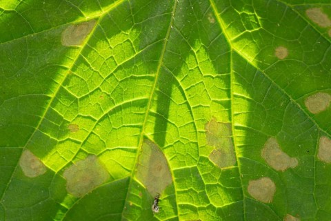 Macro photograph of a cucumber leaf (Cucumis sativus) with mosaic virus, Neunkirchen, Lower