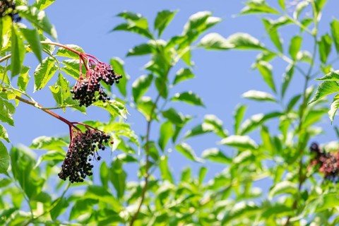 Leaves and fruit clusters of Sambucus nigra, in front of a blue sky, Neunkirchen, Lower Austria,