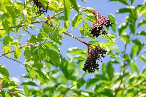 Leaves and fruit clusters of Sambucus nigra, in front of a blue sky, Neunkirchen, Lower Austria,