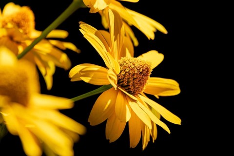 Flowers of the heliopsis in sunlight against a black background, Neunkirchen, Lower Austria,