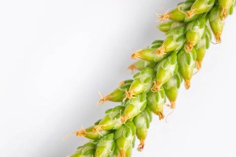 Close-up, green seed head of broad-leaved plantain (Plantago major) against a white background