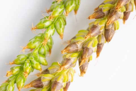 Close-up, seed heads of broad-leaved plantain (Plantago major) against a white background