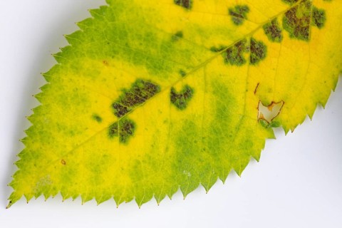 Leaf of the rosa canina (Rosa corymbifera) with rose rust, close-up, white background