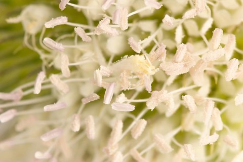 Close-up of white flowers with visible pollen grains of the weaver's card (Dipsacus sativus)