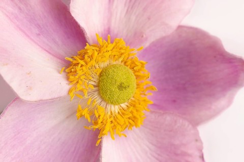 Close-up of a pink dahlia flower (Dahlia) on a white background
