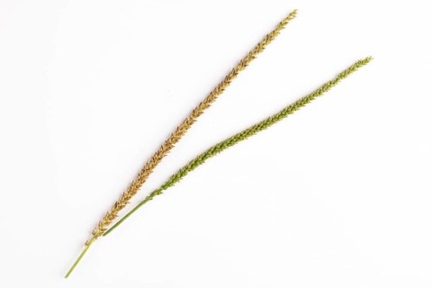 Two seed heads, one green and one brown of the broad-leaved plantain (Plantago major) on a white