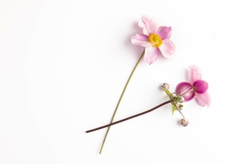 Two pink flowers and buds of the chinese anemone (Anemone hupehensis) on a white background