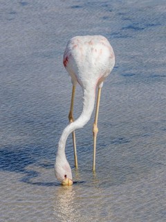 Chilean flamingo (Phoenicopterus chilensis), Laguna Chaxa Park, San Pedro de Atacama, Antofagasta,