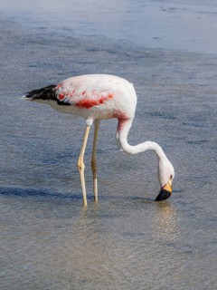 Chilean flamingo (Phoenicopterus chilensis), Laguna Chaxa Park, San Pedro de Atacama, Antofagasta,