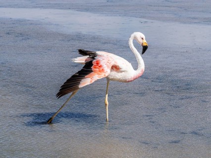Chilean flamingo (Phoenicopterus chilensis), Laguna Chaxa Park, San Pedro de Atacama, Antofagasta,