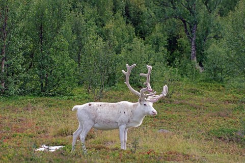 White reindeer standing quietly in the green forest, Finnmark, Norway, Europe