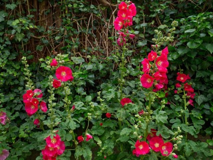 Red hollyhock (Alcea rosea) with common ivy (Hedera helix) in the background