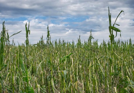 Destroyed maize field after a hailstorm, near Bellamont, Baden Württembeg, Germany, Europe