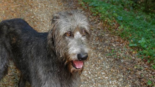Attentive Irish Wolfhound (Canis lupus familiaris)