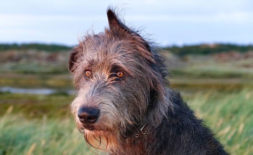 Irish wolfhound (Canis lupus familiaris) close-up in the evening sun