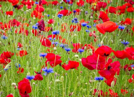 Poppies (Papaver rhoeas) and cornflowers (Centaurea cyanus) in a meadow