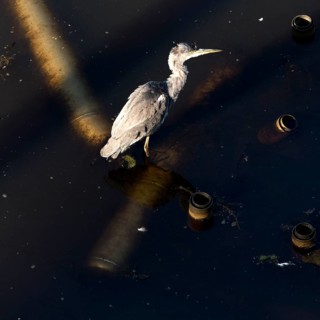Grey heron (Ardea cinerea) from above in the former industrial waters in Westpark, industrial