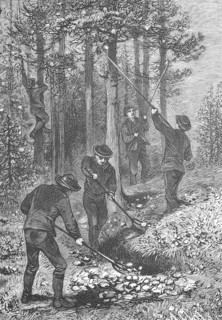 Pine processionary moth, Thaumetopoea pinivora, Traumatocampa pinivora, Cutting of the spun bales