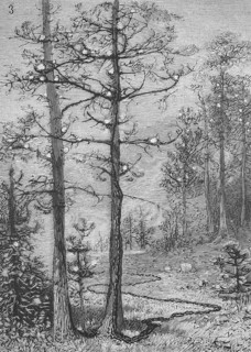 Pine processionary moth, Thaumetopoea pinivora, Traumatocampa pinivora, a procession of
