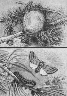 Pine processionary moth, Thaumetopoea pinivora, Traumatocampa pinivora, gossamer ball, caterpillar