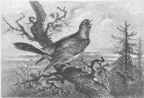 Cuckoo, Cuculus canorus, sits on a branch and calls, Historical, digitally restored reproduction