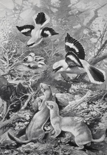 Great Grey Shrike protecting its young from attack by weasels, Historical, digitally restored