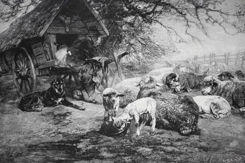 Sheep and dogs resting next to a shed in a rural landscape, Shepherd with a shepherd's cart, sheep