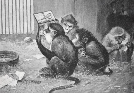 Group of monkeys busy reading and looking at paper and a manicure set on a wooden floor, Zoo scene,