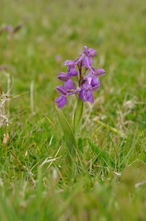 Orchis mascula in a meadow