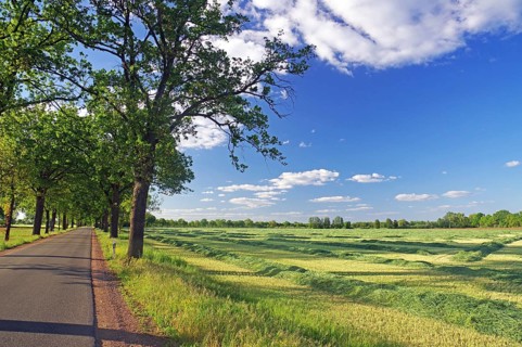 Landscape with green field, trees and a road under a blue sky, Lüchow-Dannenberg, Wendland, Lower