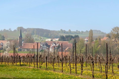 View of Ingenheim, Southern Palatinate, Palatinate, Rhineland-Palatinate, Germany, Europe