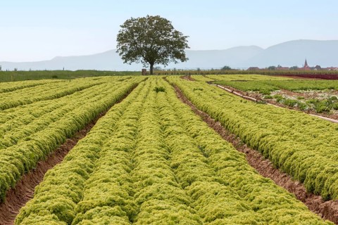Salad fields, vegetable growing, Southern Palatinate, Palatinate, Rhineland-Palatinate, Germany,