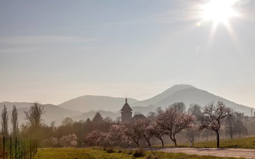 Almond tree blossom, almond tree (Prunus dulcis), Siebeldingen, German Wine Route, also Southern