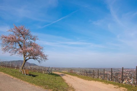 Birkweiler, German or Southern Wine Route, Southern Palatinate, Palatinate, Rhineland-Palatinate,
