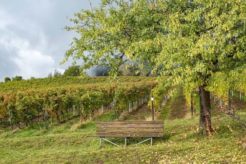 Vineyard, almond tree with fruit, Birkweiler, Southern Palatinate, German or Southern Wine Route,