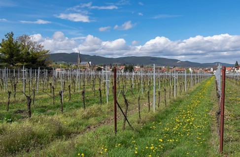 View of Edenkoben, German or Southern Wine Route, Southern Palatinate, Palatinate,
