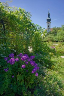 Castle garden in Starnberg, phlox, rococo church, St. Joseph, St. Joseph, church, flower, flower