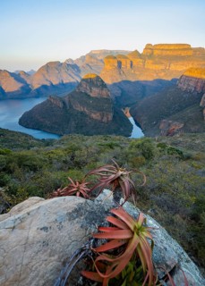Agave on a rock, sunset at Blyde River Canyon with Three Rondawels peak, view of canyon with Blyde