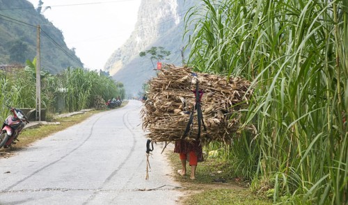 Vietnamese woman carrying harvested corn on her back, northern highlands, Ha Giang province,