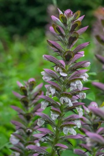 Sea dock (Acanthus mollis), North Rhine-Westphalia, Germany, Europe