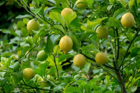 Lemon tree with fruit (Citrus x limon), North Rhine-Westphalia, Germany, Europe