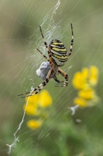Wasp spider (Argiope bruennichi), Emsland, Lower Saxony, Germany, Europe