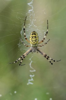 Wasp spider (Argiope bruennichi), Emsland, Lower Saxony, Germany, Europe