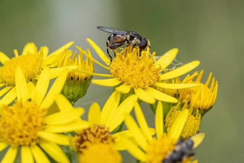 Thick-legged hoverfly (Syritta pipiens), Emsland, Lower Saxony, Germany, Europe