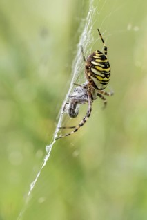 Wasp spider (Argiope bruennichi), Emsland, Lower Saxony, Germany, Europe
