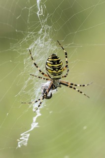 Wasp spider (Argiope bruennichi), Emsland, Lower Saxony, Germany, Europe