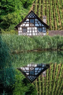 Historic half-timbered house and vineyard reflected in a pond Ittingen Charterhouse,