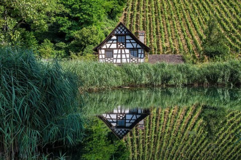 Historic half-timbered house and vineyard reflected in a pond Ittingen Charterhouse,