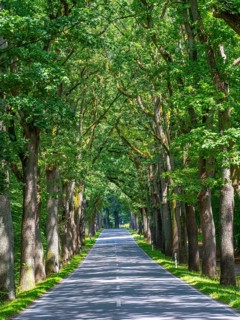 Allee near Neuruppin, Brandenburg, Germany, Europe