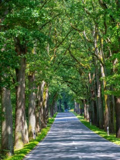 Allee near Neuruppin, Brandenburg, Germany, Europe